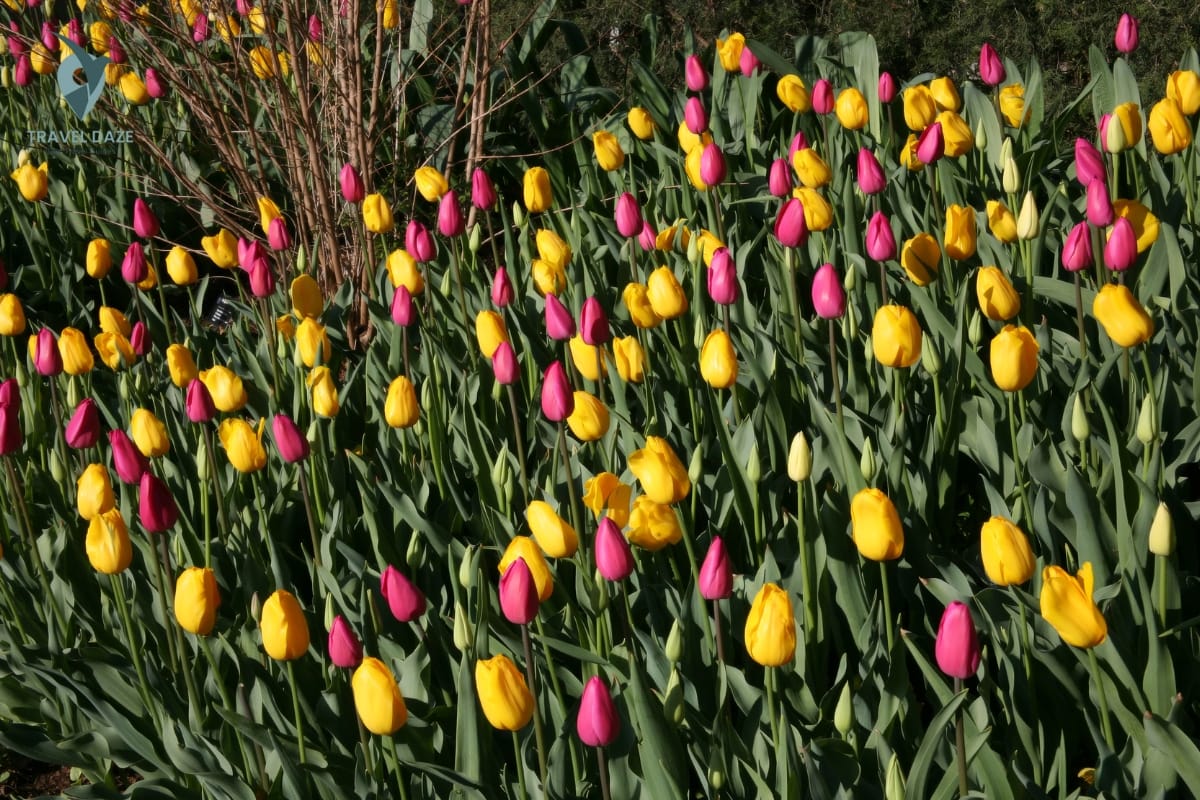 Spring Tulip Garden - St. Louis, Missouri, USA