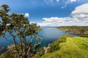 Scenic view of Paihia, the stunning Bay of Islands in New Zealand showcasing beautiful blue water and lush greenery