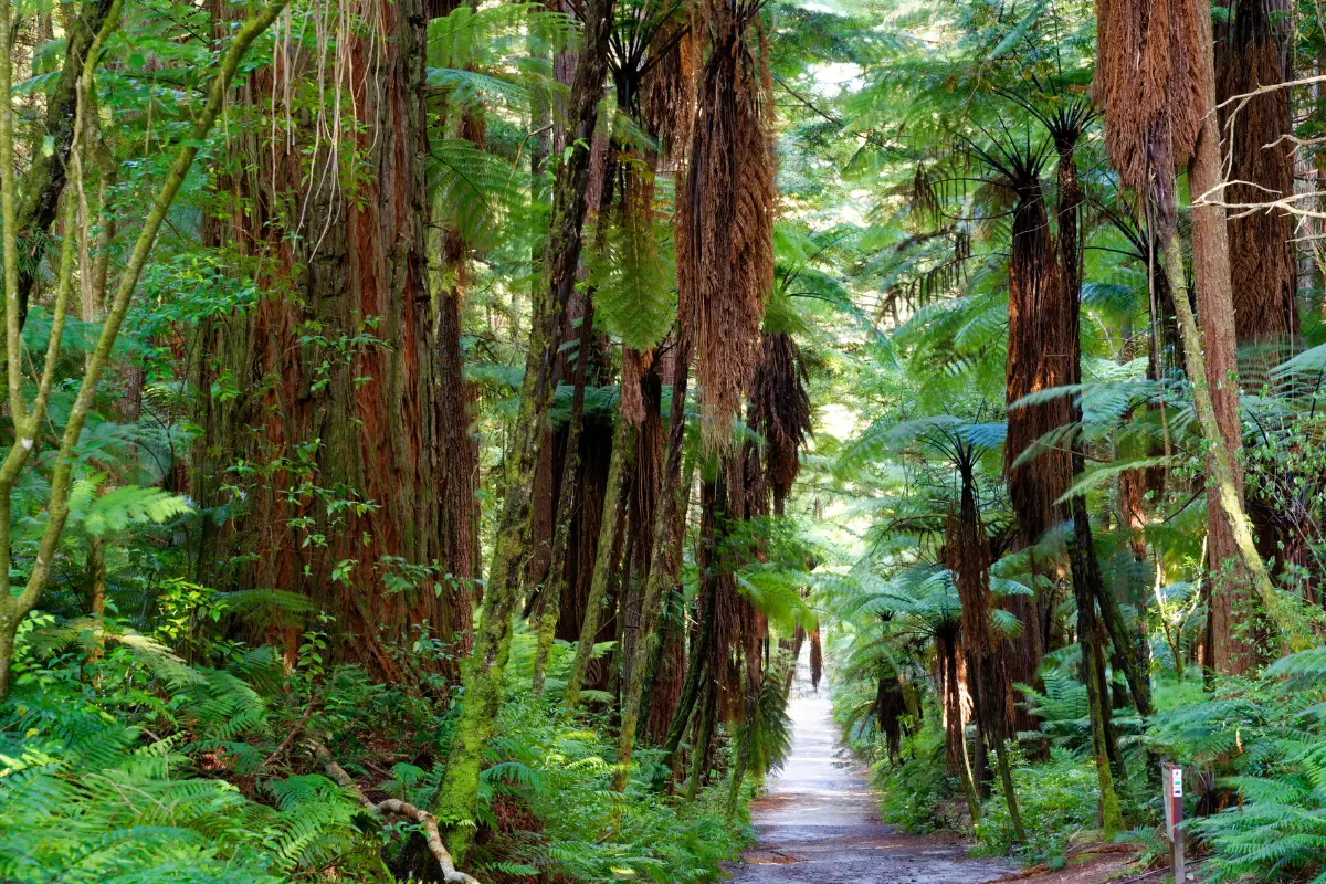 Redwood Forest in New Zealand