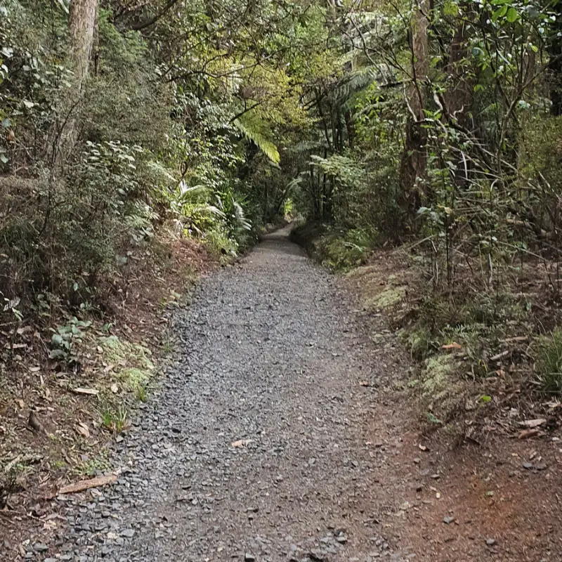 Te Henga Walkway