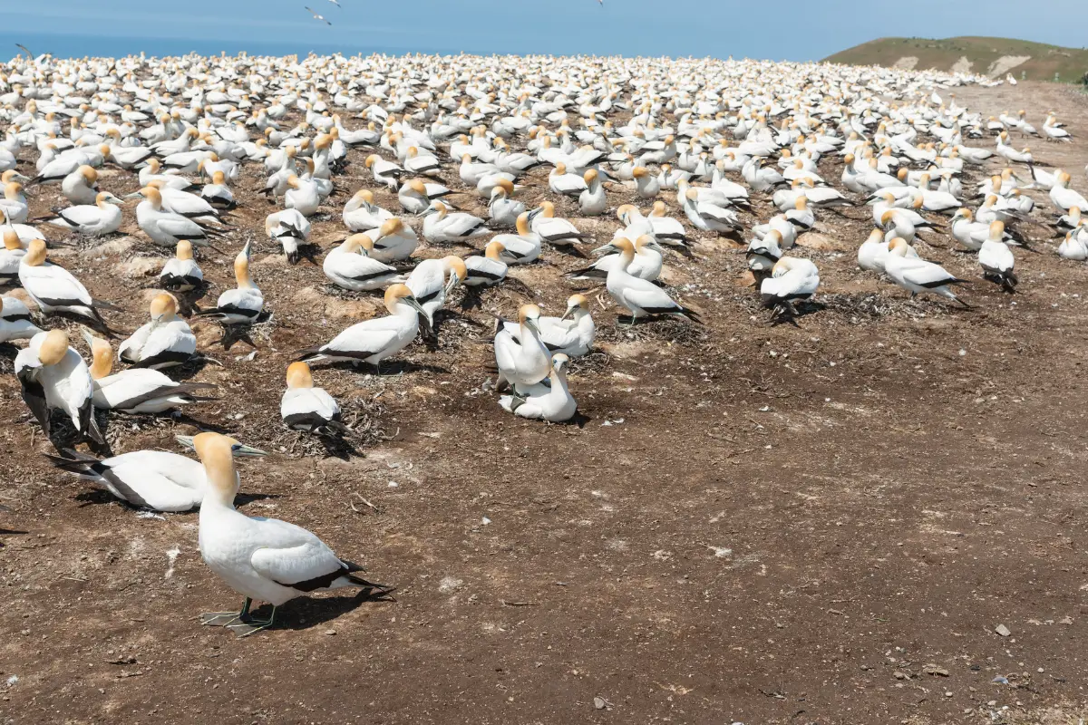 gannet colonies at Cape Kidnapper