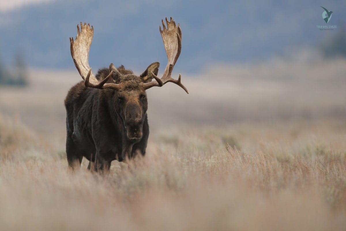 Moose in Grand Teton National Park